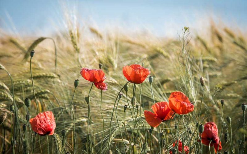 Minha jornada pela vida: um blog pessoal