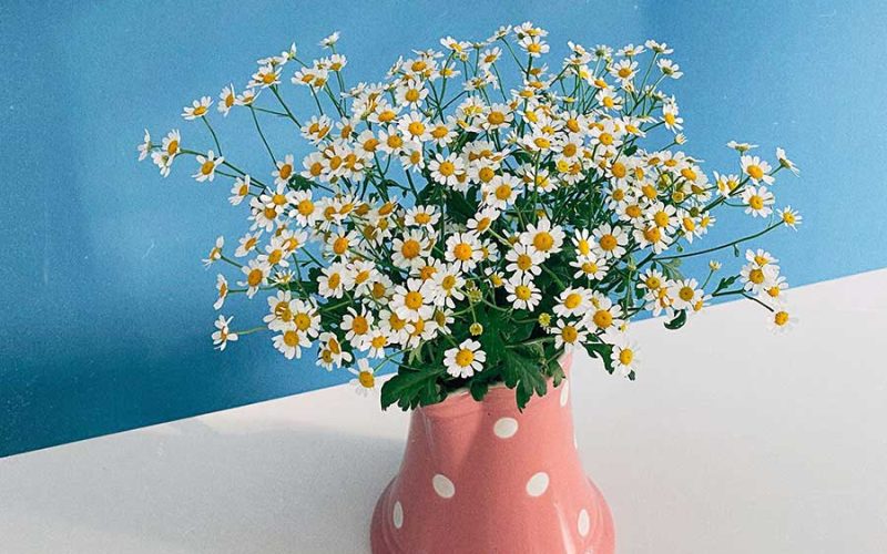 Vivendo: lições aprendidas ao longo do caminho